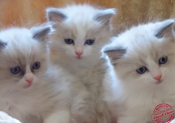 chatons dans nid - 6 semaines - Chatterie Ragdolls du Val de Beauvoir